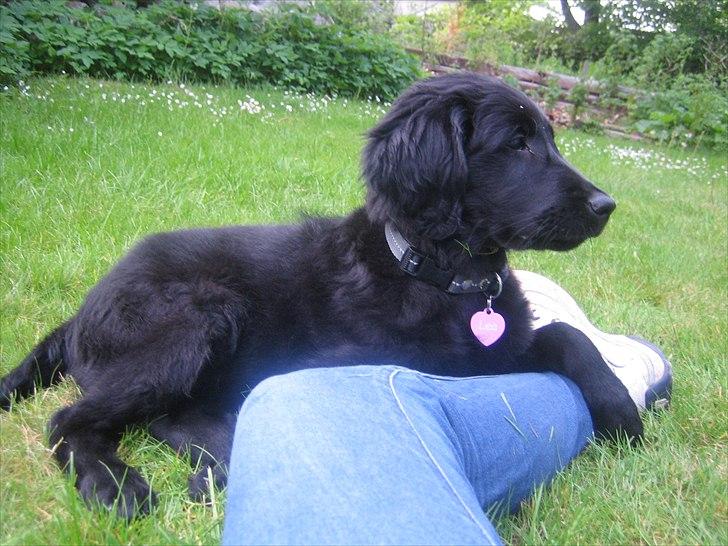Flat coated retriever Lea billede 12