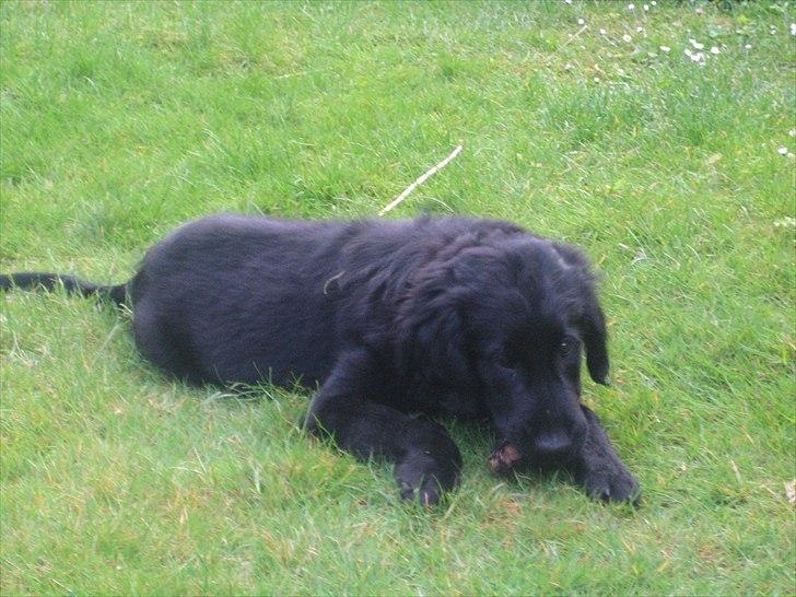 Flat coated retriever Lea billede 13