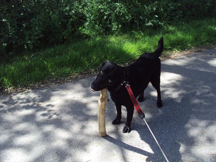 Labrador retriever bonnie (formel 1) Rip:( - bonnie efter en dejlig badetur i sø billede 14