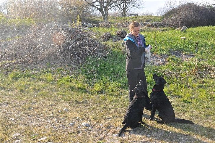 Labrador retriever Freja - nogen der sagde godbid :-) billede 9