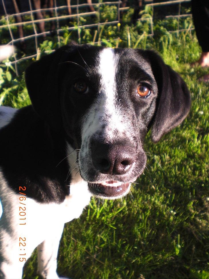 Blanding af racer Thormod - Thormod billede 1