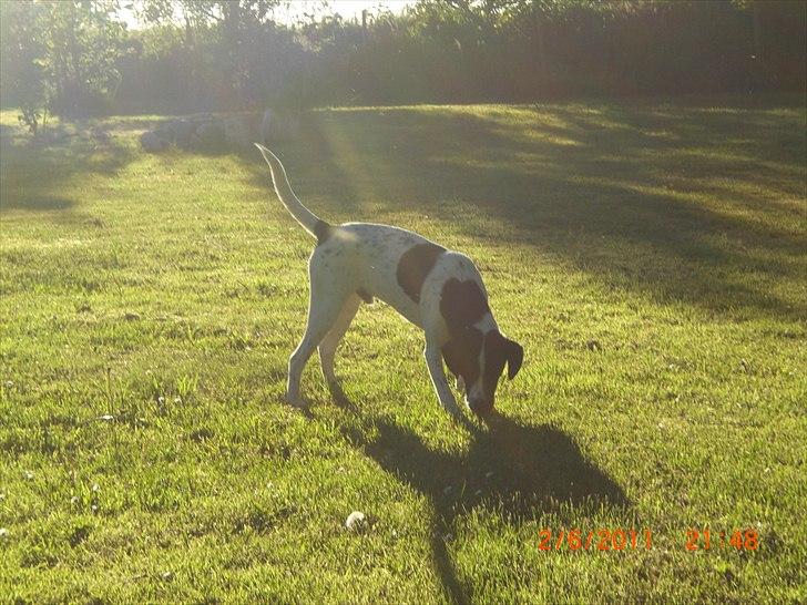 Blanding af racer Thormod billede 3