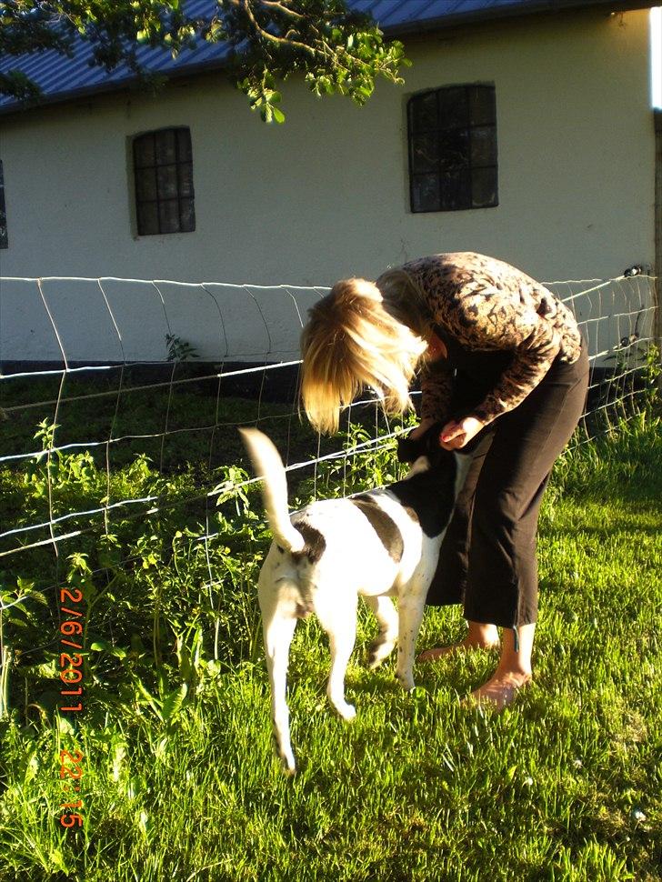 Blanding af racer Thormod billede 4