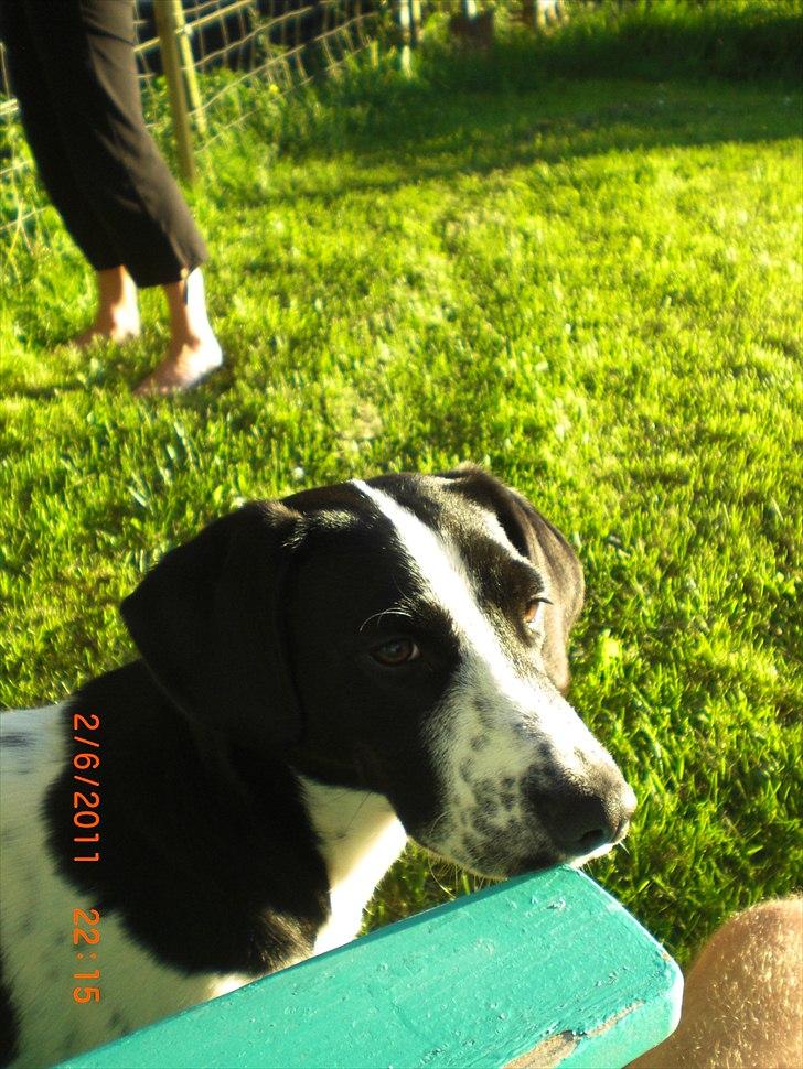 Blanding af racer Thormod billede 2