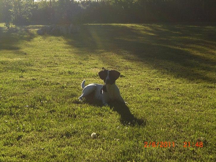 Blanding af racer Thormod billede 5