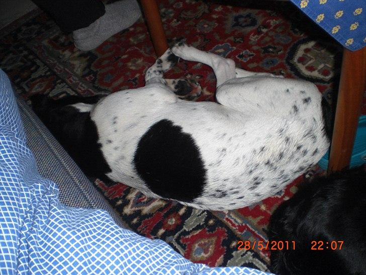 Blanding af racer Thormod billede 6