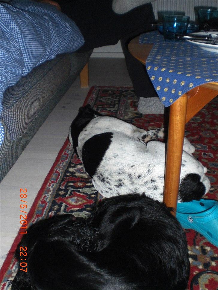 Blanding af racer Thormod billede 7