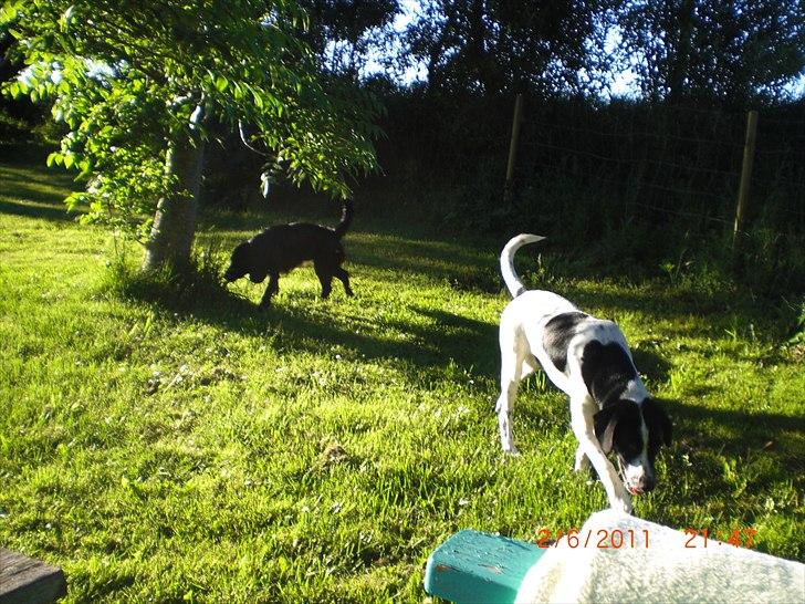 Blanding af racer Thormod billede 8