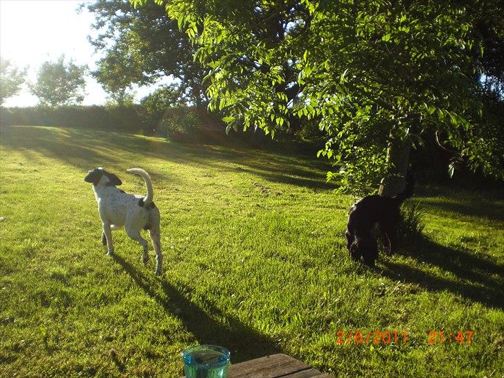 Blanding af racer Thormod billede 9