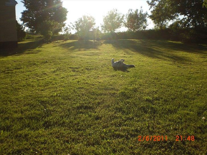 Blanding af racer Thormod billede 10