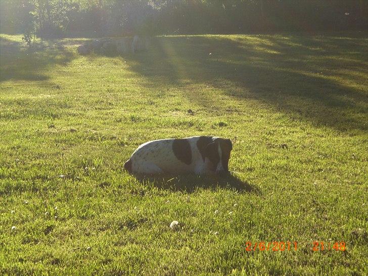 Blanding af racer Thormod billede 11