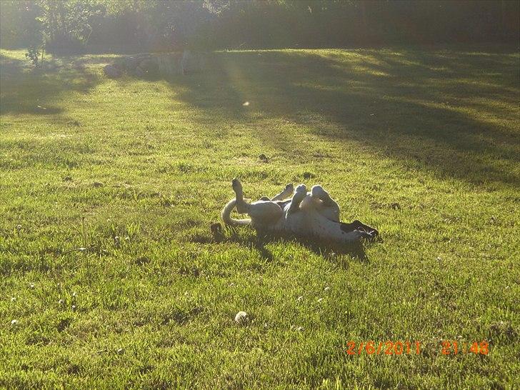 Blanding af racer Thormod billede 12