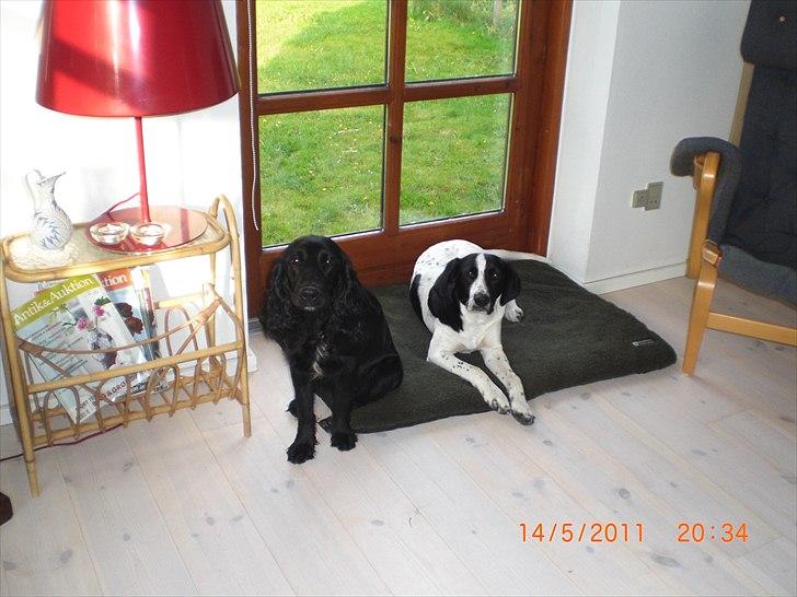 Blanding af racer Thormod billede 13