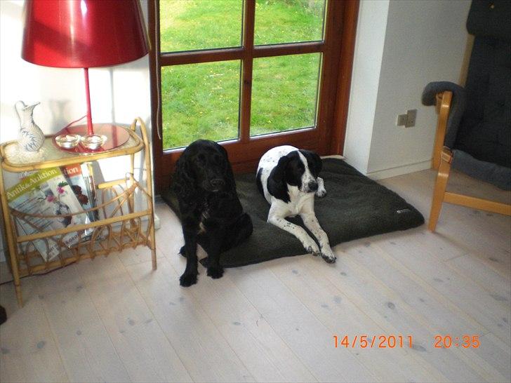 Blanding af racer Thormod billede 14