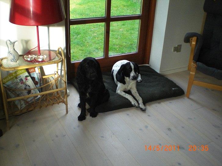 Blanding af racer Thormod billede 15