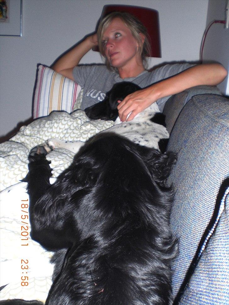 Blanding af racer Thormod billede 16