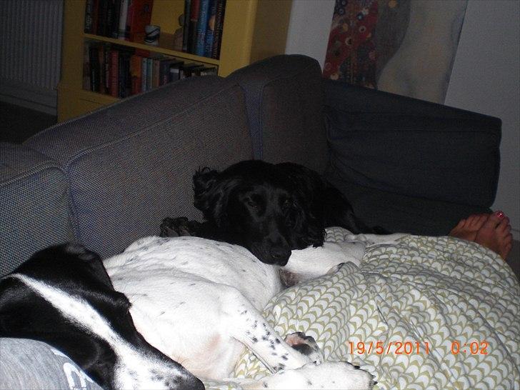 Blanding af racer Thormod billede 17