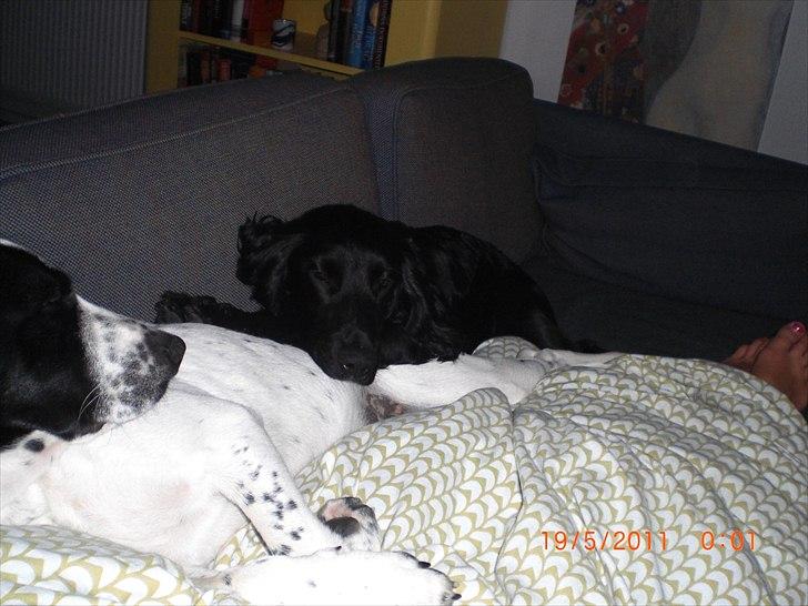 Blanding af racer Thormod billede 18