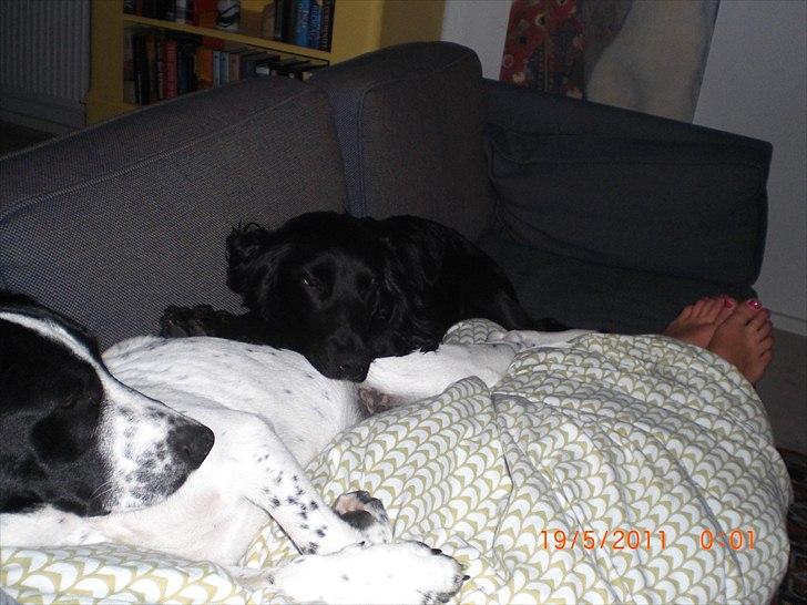 Blanding af racer Thormod billede 19