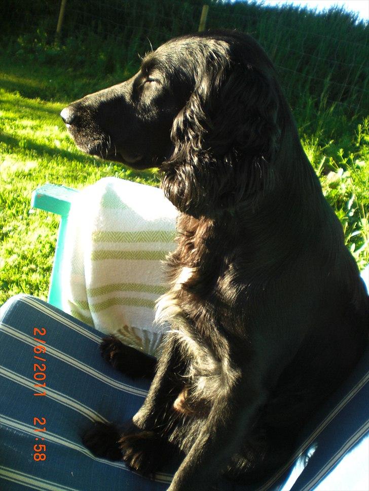 Cocker spaniel Thyra billede 16