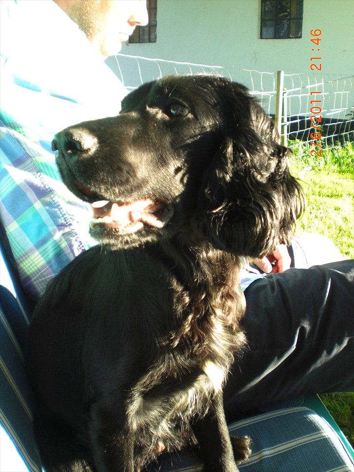 Cocker spaniel Thyra billede 1