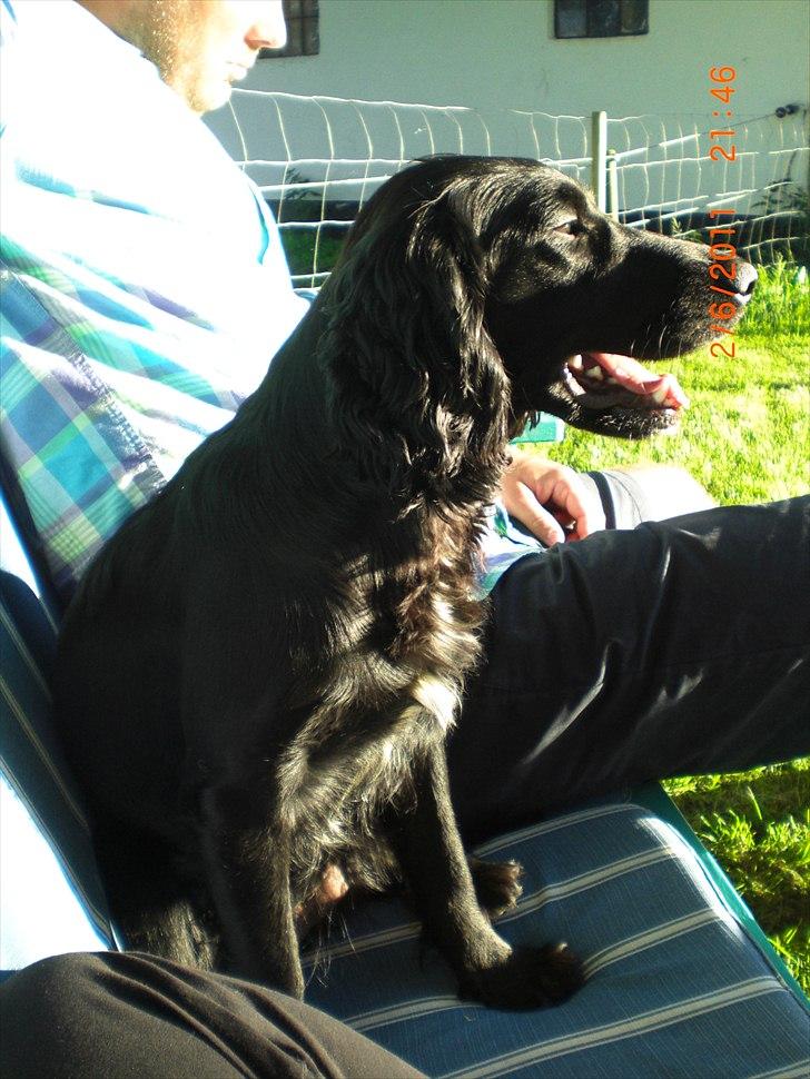 Cocker spaniel Thyra billede 17