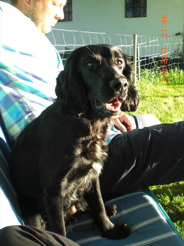 Cocker spaniel Thyra billede 18
