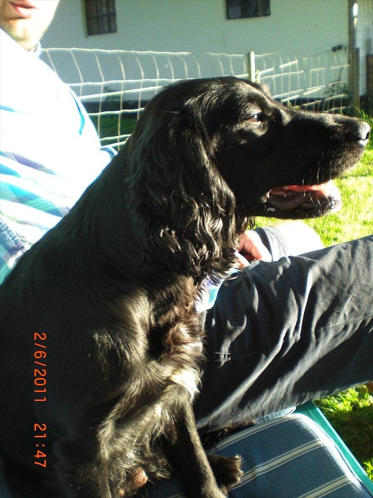 Cocker spaniel Thyra billede 19