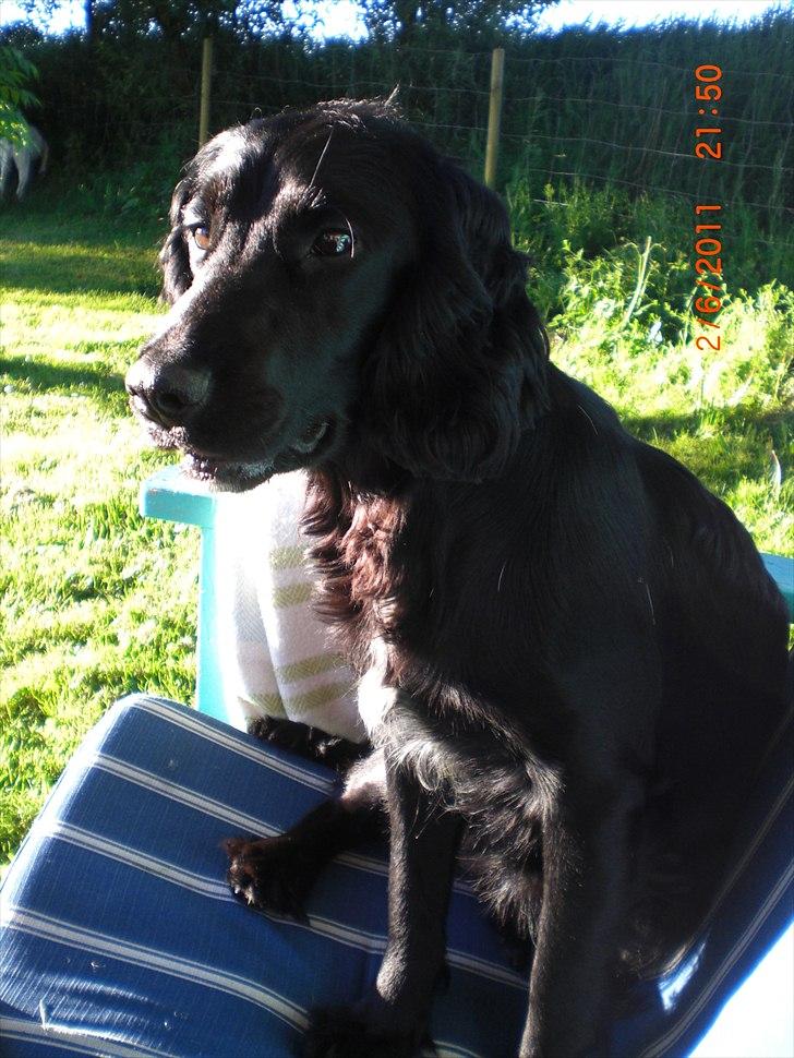 Cocker spaniel Thyra billede 20