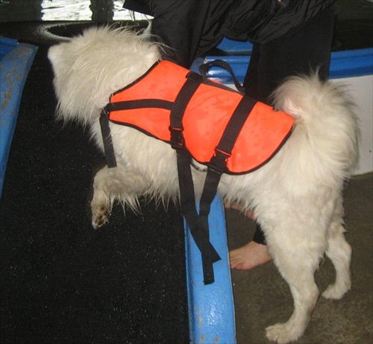 Samojedhund Aslan - Aslans 1 tur i hundesvøm  :-) billede 11