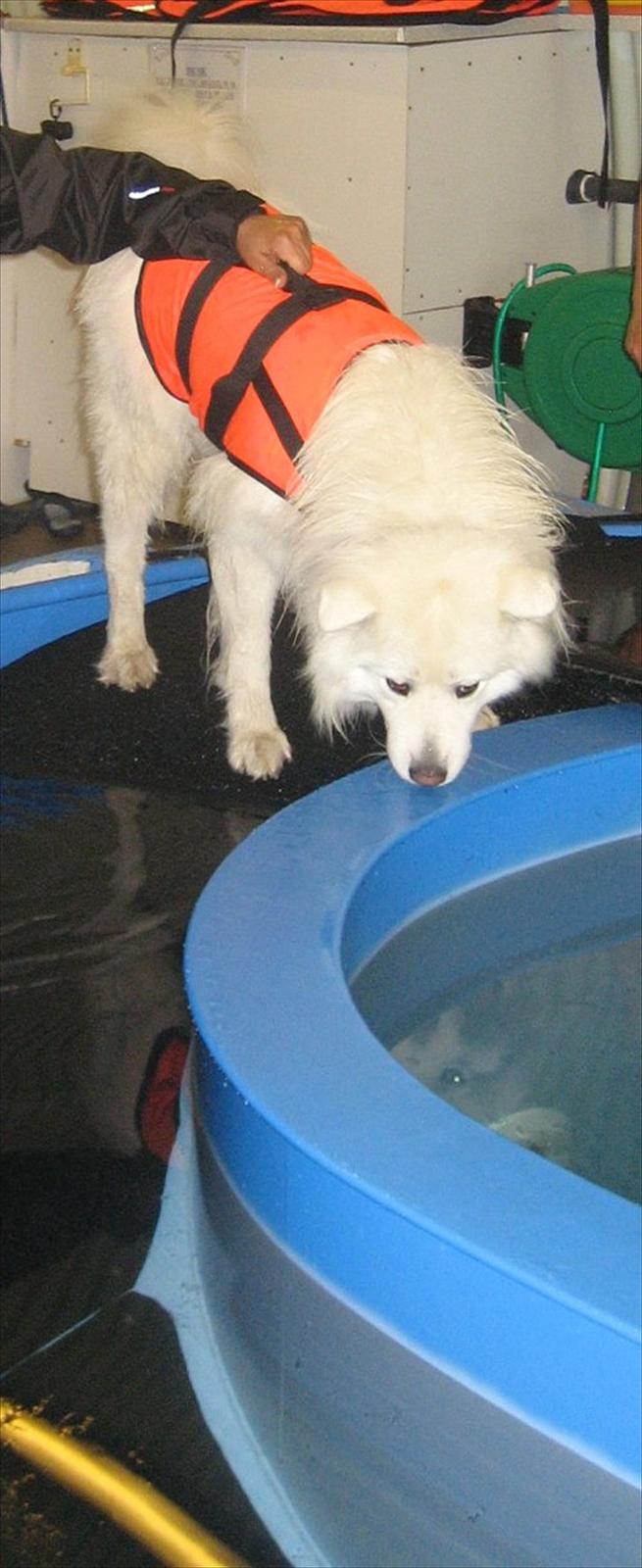 Samojedhund Aslan billede 12