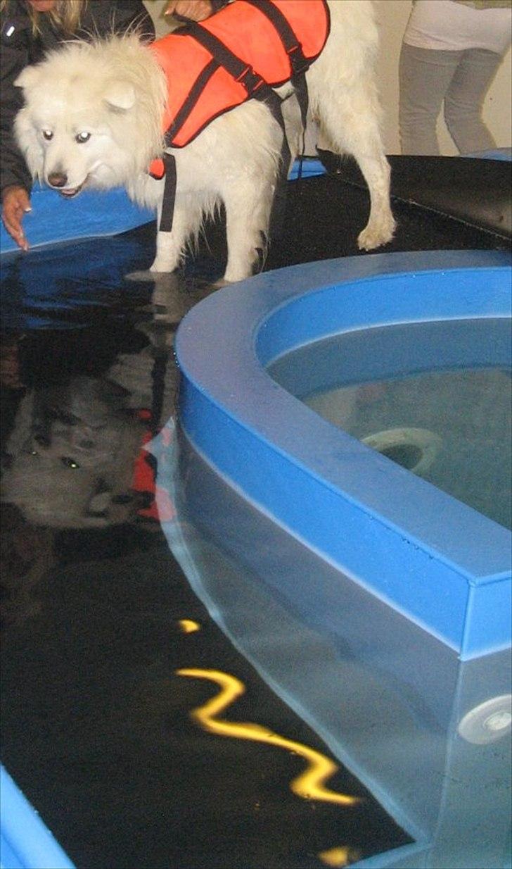 Samojedhund Aslan billede 13