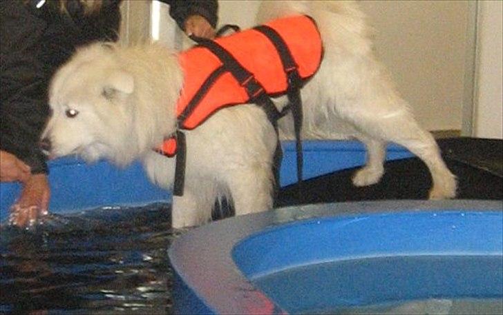 Samojedhund Aslan billede 14