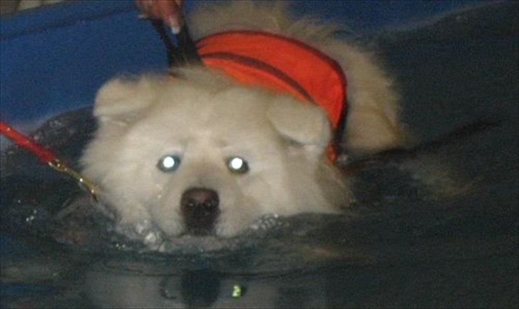 Samojedhund Aslan billede 15