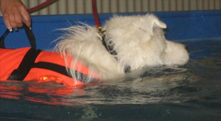 Samojedhund Aslan billede 16