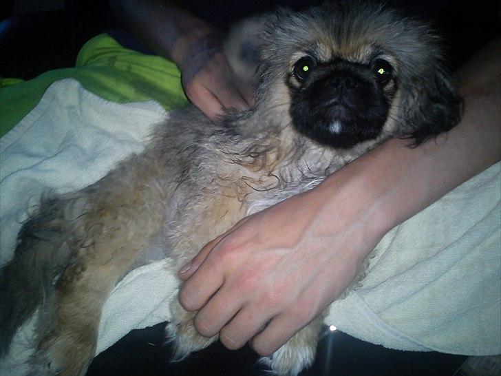 Pekingeser Manse billede 12