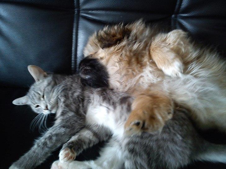 Pekingeser Manse billede 13