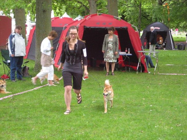 Shiba Heok's Ryuu kaldes Taiko - 11 måneder gammel :) Taget til skuet på bakken, hvor han blev BIR samt 3. bedst i grp. 5 :) billede 12