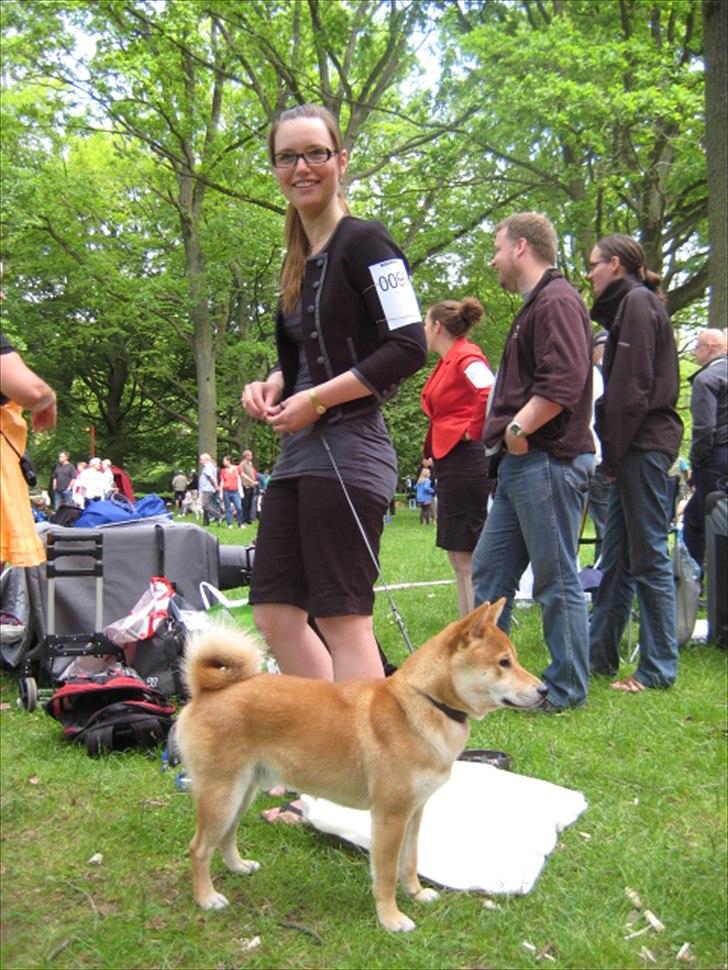 Shiba Heok's Ryuu kaldes Taiko - 11 måneder gammel :) Taget til skuet på bakken, hvor han blev BIR samt 3. bedst i grp. 5 :) billede 13