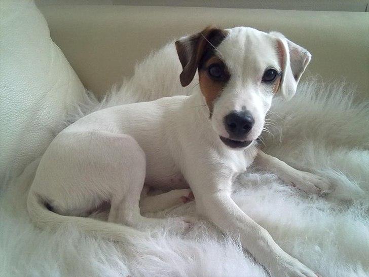 Jack russell terrier Minnie - 5 ½ måned billede 16