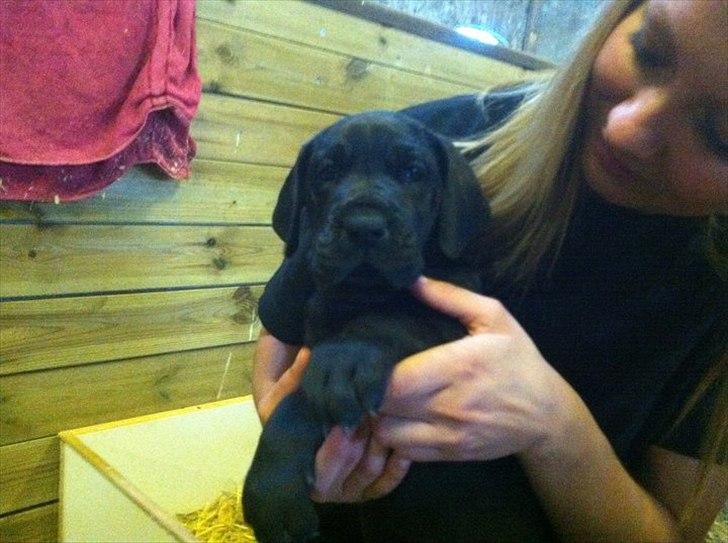 Grand danois Gaia - Lille Gaia vi havde glæden af at besøge :) billede 1