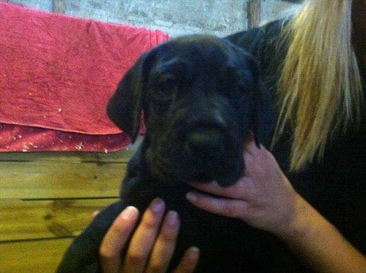 Grand danois Gaia - Gaia - vi glæder os til at få hende hjem :D billede 2