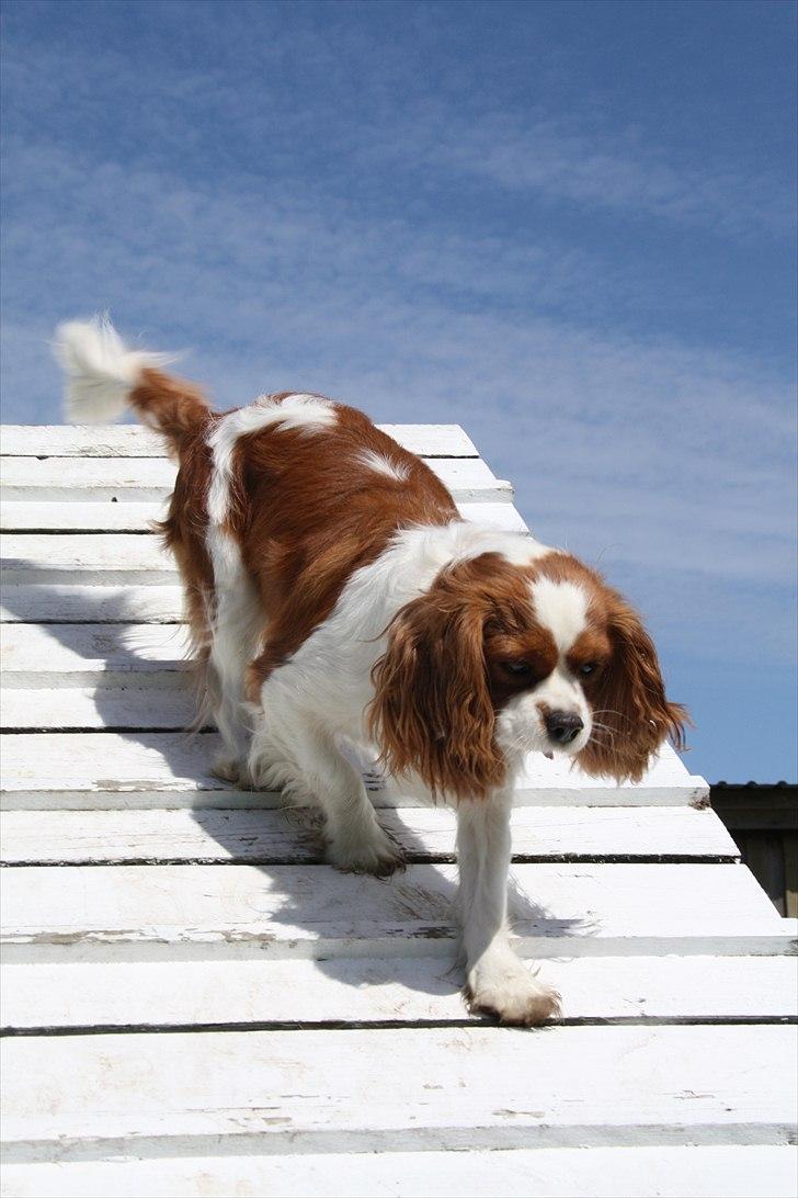 Cavalier king charles spaniel Longbody's Brunsviger - Lille Brunnie på Balance :D billede 1