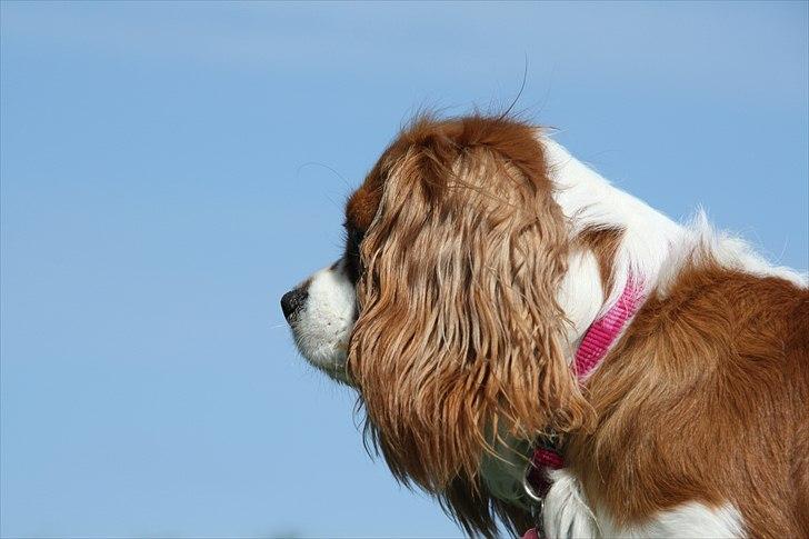 Cavalier king charles spaniel Longbody's Brunsviger - Smukke! billede 2
