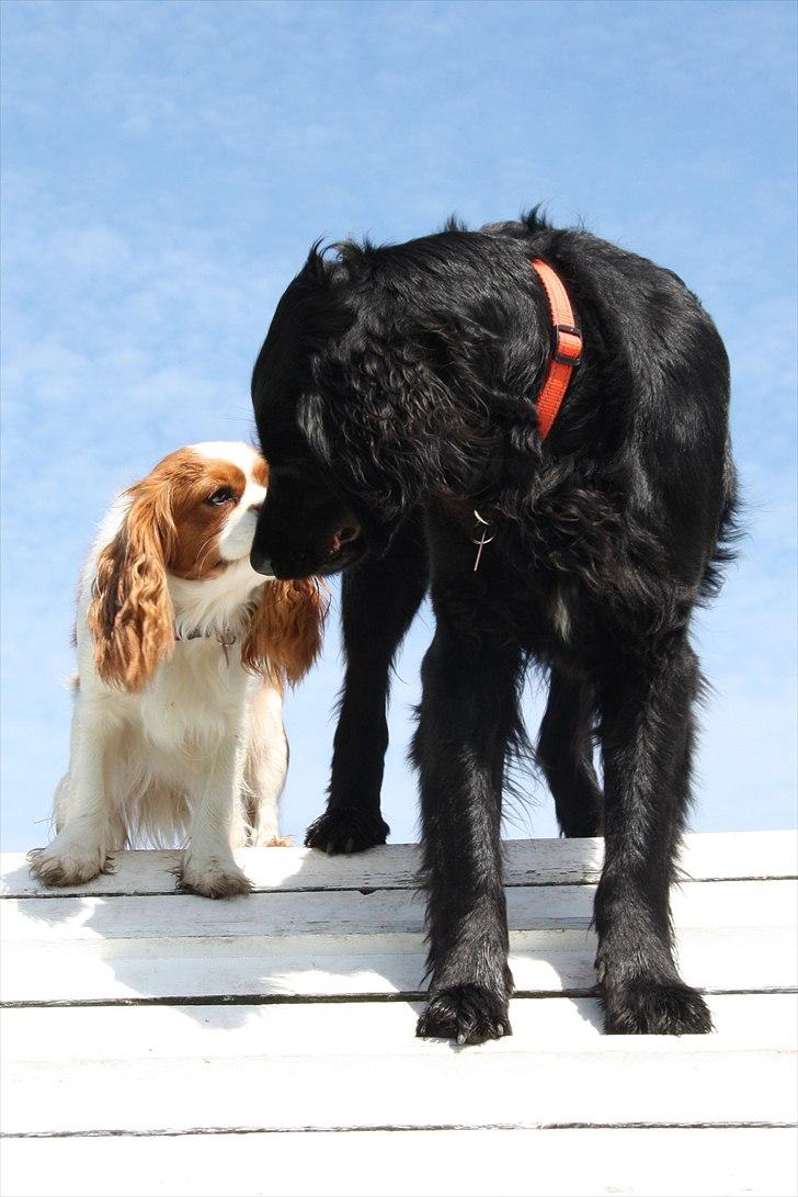 Cavalier king charles spaniel Longbody's Brunsviger - Lady Og Brunnie <3 billede 3