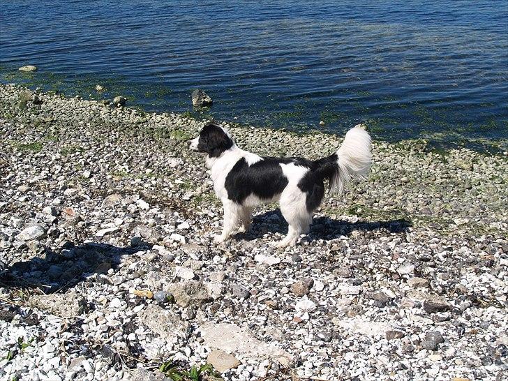 Landseer Gaia billede 11