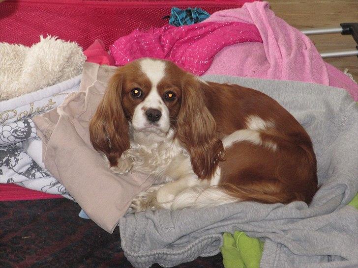 Cavalier king charles spaniel Longbody's Brunsviger billede 4