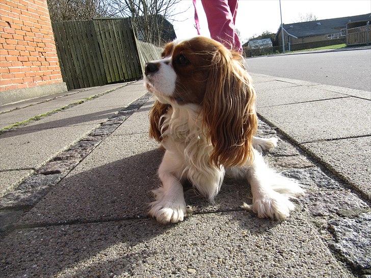 Cavalier king charles spaniel Longbody's Brunsviger billede 5