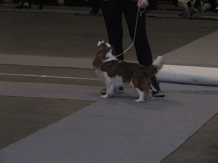 Cavalier king charles spaniel Longbody's Brunsviger - Udstilling i Fredericia 2011 billede 8