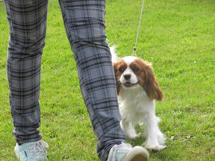 Cavalier king charles spaniel Longbody's Brunsviger - Udstilling i Ribe 2010 billede 6
